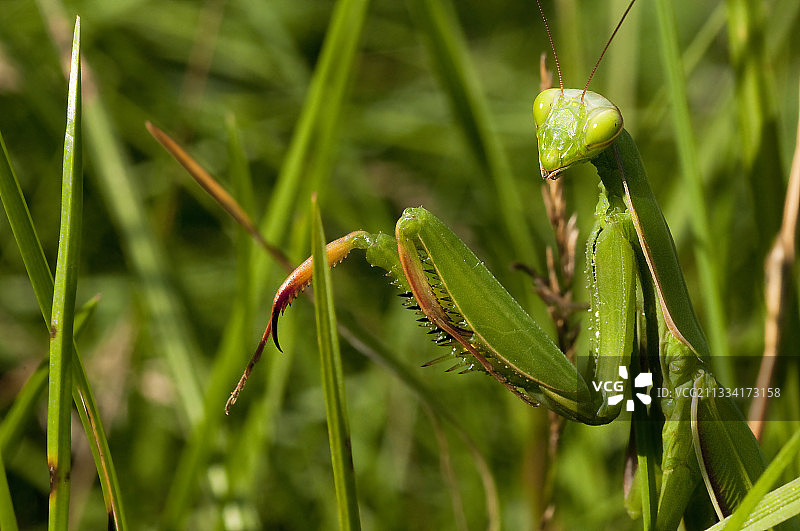 螳螂在草地上的肖像-法国图片素材