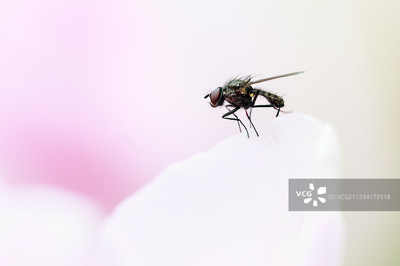花蝇科在一朵白花上飞行——法国阿尔萨斯地区图片素材