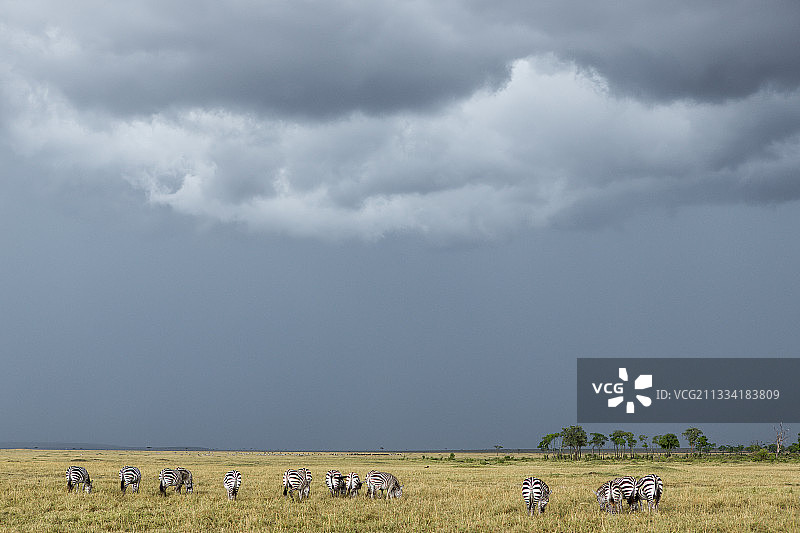 格兰特的斑马在暴风雨的天空下-肯尼亚马赛马拉图片素材