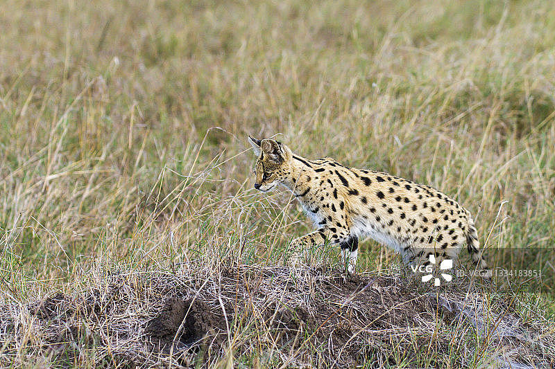 几只正在寻找猎物——肯尼亚马赛马拉图片素材