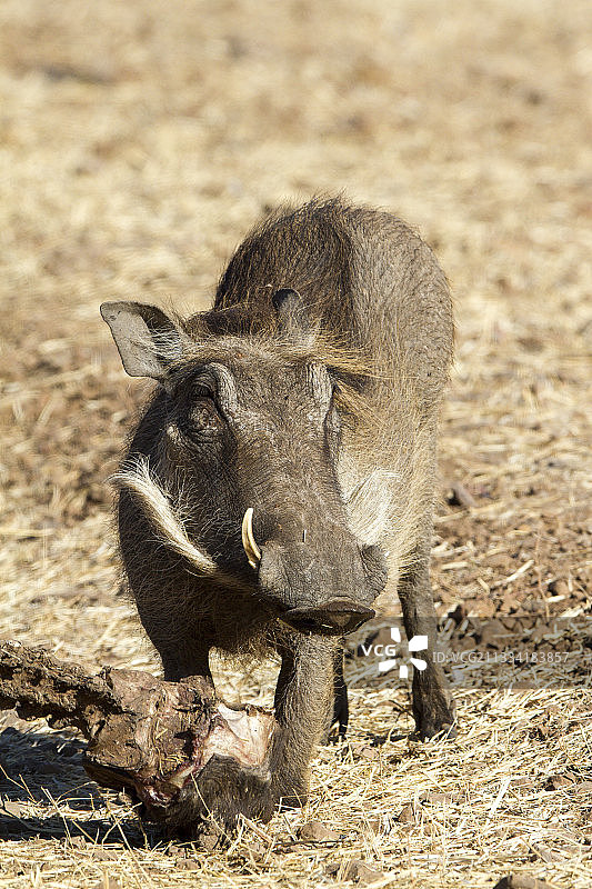 沙漠疣猪吃骨头-丘比博茨瓦纳图片素材