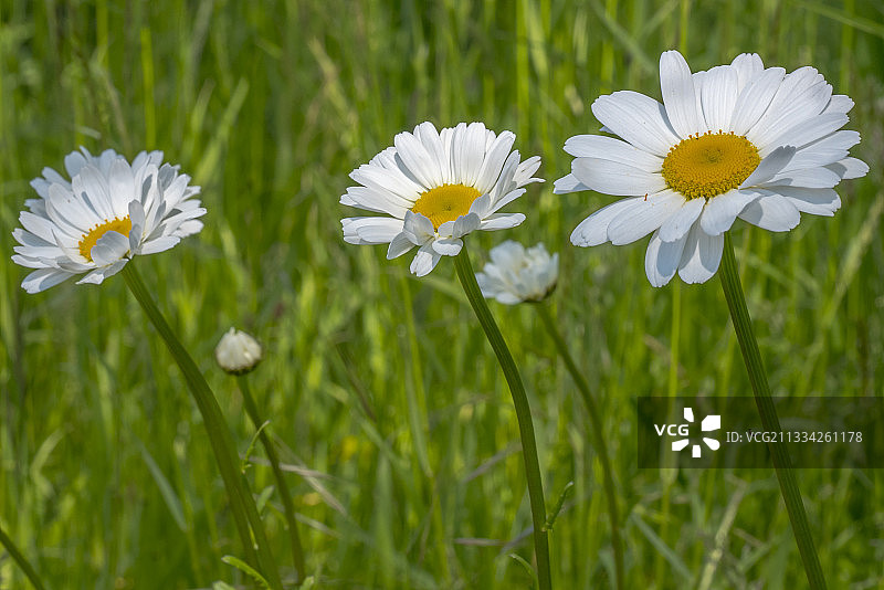 荷兰哈勒姆田野上白色雏菊花的特写图片素材