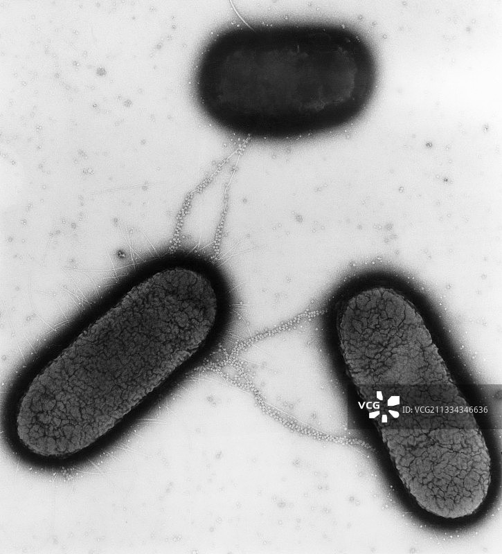 大肠杆菌透射电镜图片素材