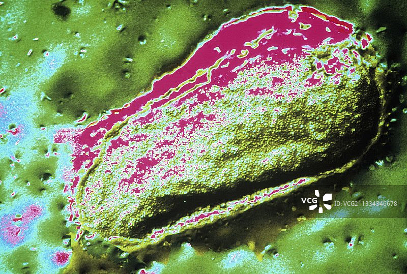 大肠杆菌菌图片素材