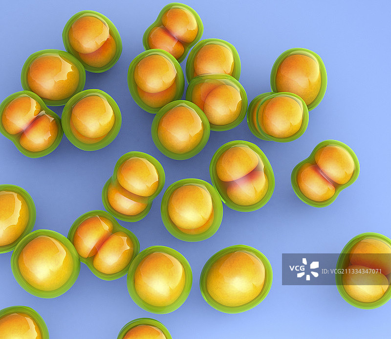 耐甲氧西林金黄色葡萄球菌的细菌图片素材