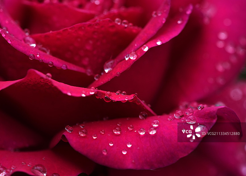 雨后的红玫瑰图片素材