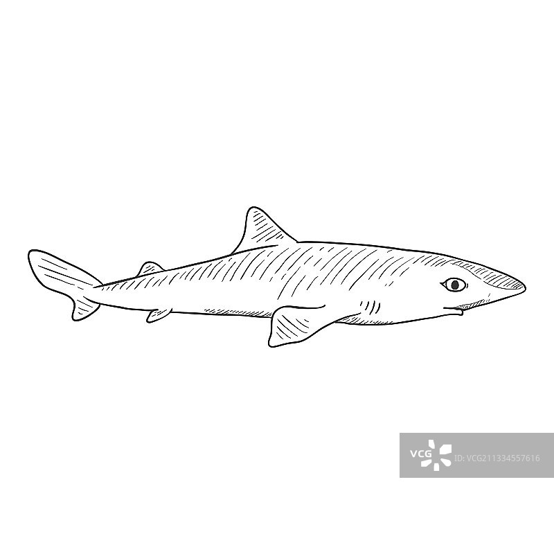 素描刺角鲨角刺图片素材