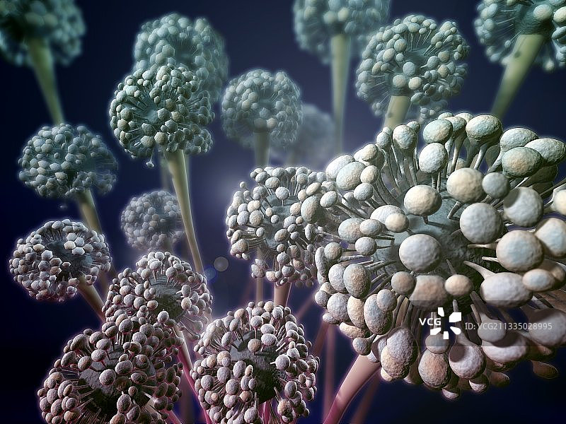 烟曲霉真菌，艺术品图片素材