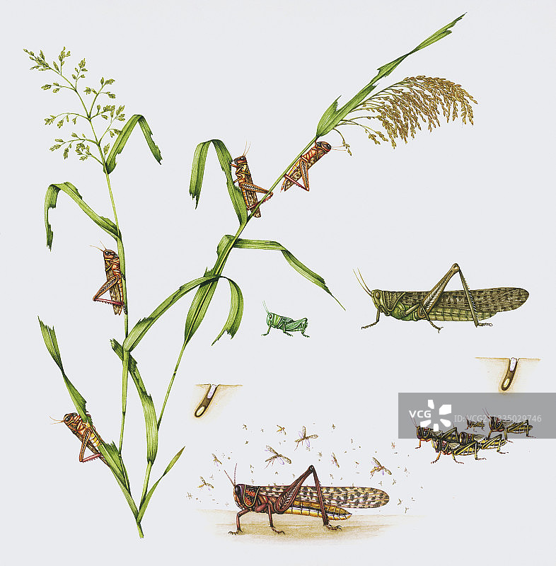 沙漠蝗虫和小米植物图片素材