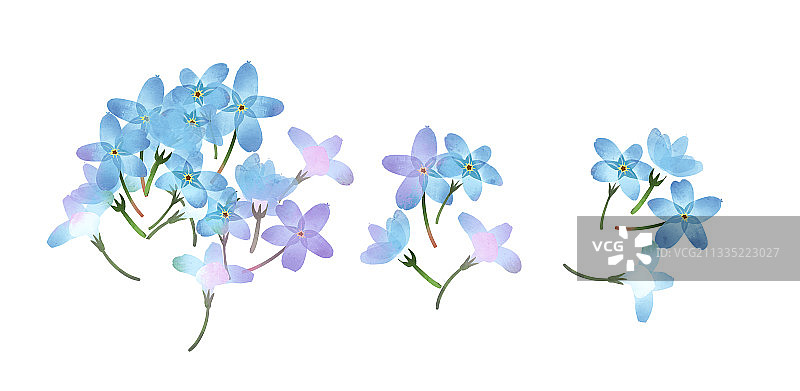 中国风勿忘我花卉插画元素图片素材