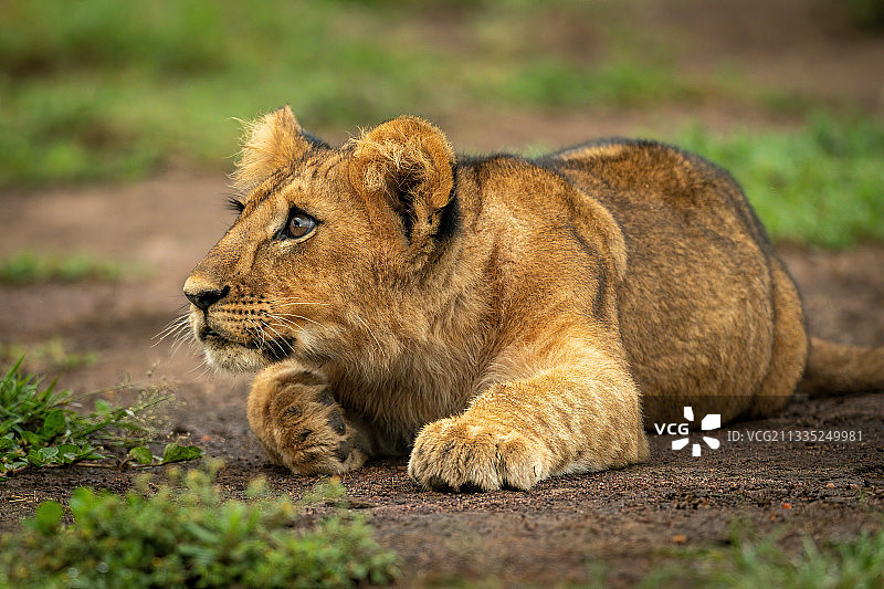 母狮，纳鲁克，肯尼亚马赛马拉图片素材