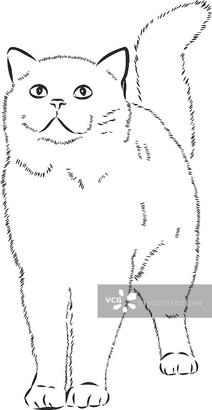 家猫写实写生符号猫图片素材