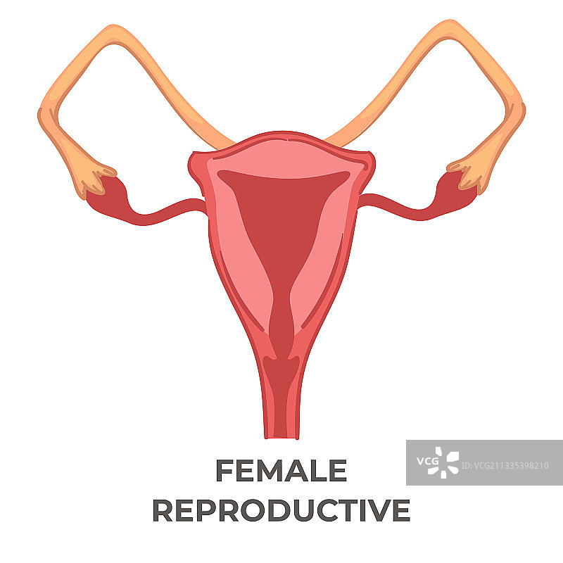 女性生殖系统女性生物学图标图片素材