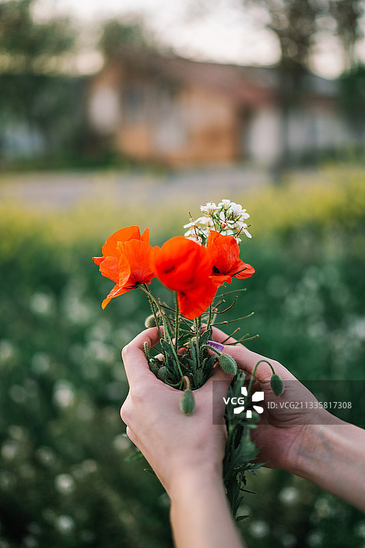 西班牙，一位年轻女子的双手在草地上采摘野花图片素材