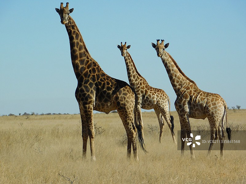 侧视图的长颈鹿站在赛场上对晴朗的天空图片素材