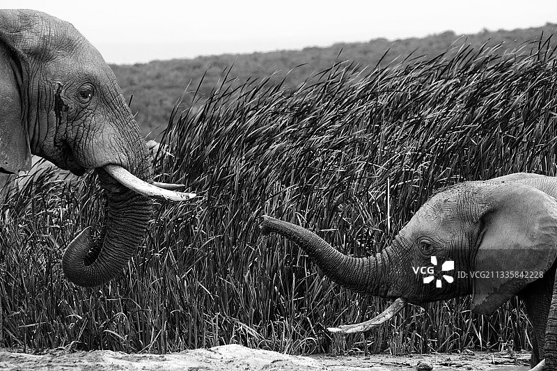 侧面的非洲象走在非洲象在田野图片素材