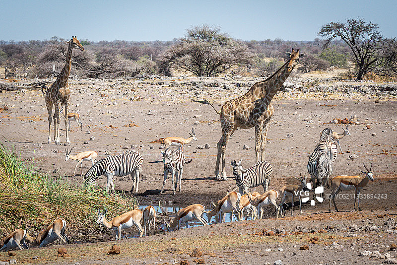 纳米比亚Otavi,Oshikoto，水坑里的跳羚，斑马和长颈鹿图片素材