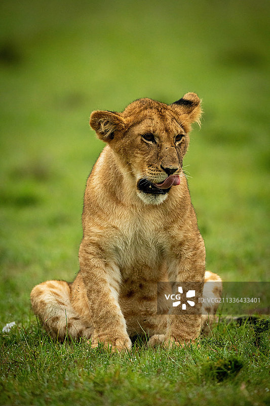 狮子，纳鲁克，肯尼亚马赛马拉图片素材