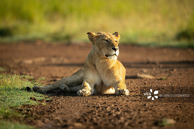 狮子幼崽，纳鲁克，肯尼亚马赛马拉图片素材