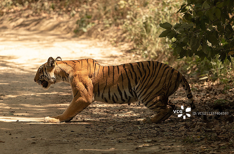 印度迪卡拉·科比特国家公园，狮子在田野上行走的侧视图图片素材