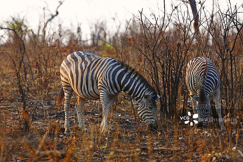 两只斑马，克鲁格国家公园，南非图片素材