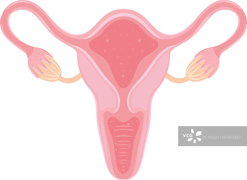女性生殖器官图片素材