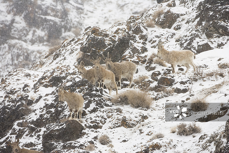 新疆卡拉麦里山有蹄类野生动物自治区级自然保护区图片素材