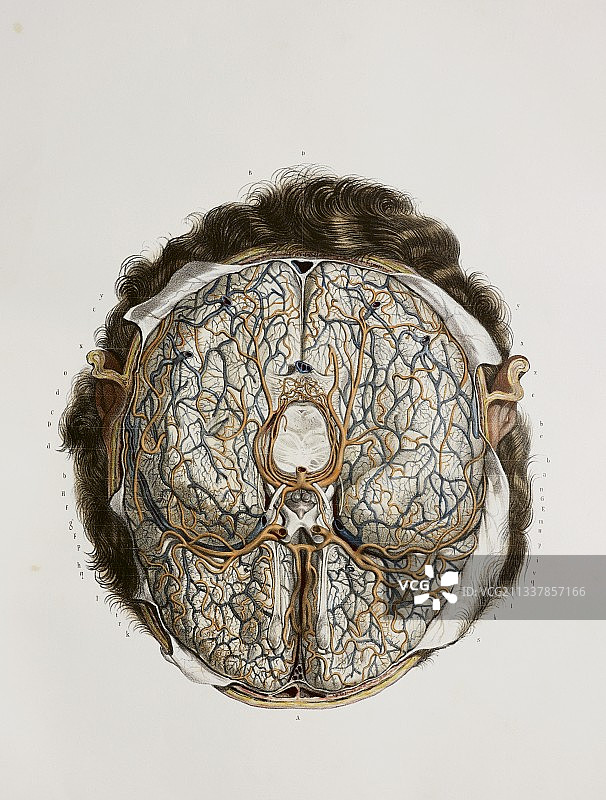 脑血管，1844年的艺术品图片素材