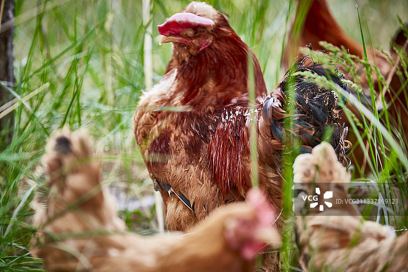 散养状态下散步在草地上的健康北京油鸡图片素材