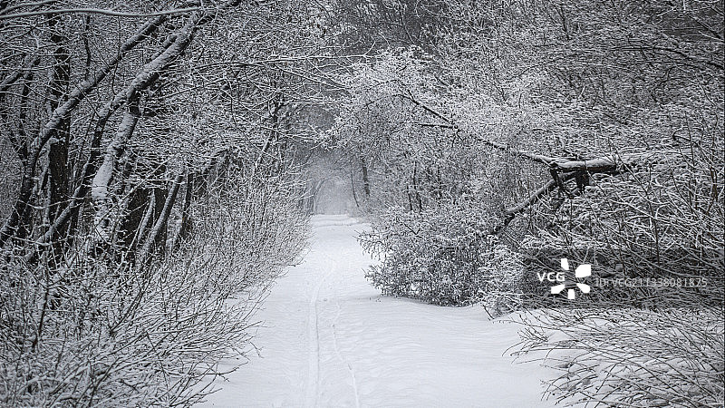 白雪覆盖的田野上裸露的树木的高角度视图图片素材