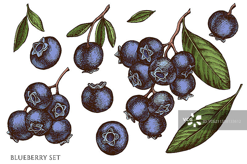 设定手绘蓝莓色图片素材