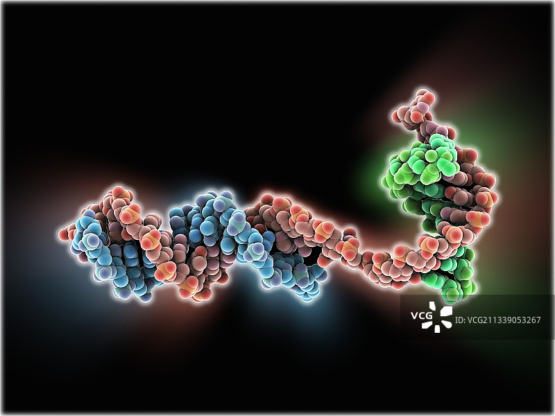 DNA转录，分子模型图片素材