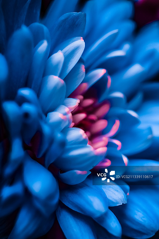 蓝色花朵的特写图片素材