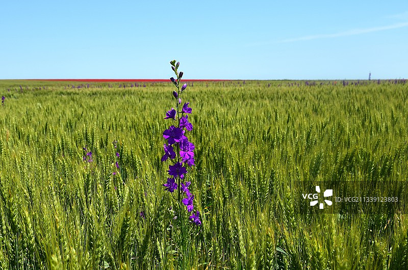 田野上紫色的开花植物对天空的风景图片素材
