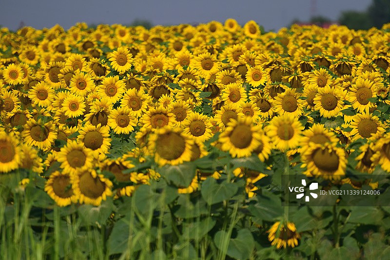 田野上的黄色开花植物特写图片素材