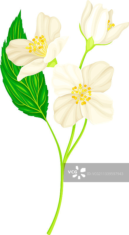 茉莉花属白色芳香植物图片素材