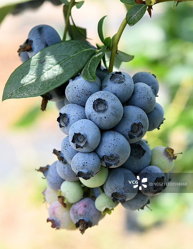 紫色的蓝莓果实挂满枝头图片素材
