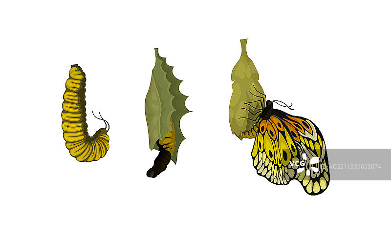 蛹或若虫为蛹期蝴蝶图片素材
