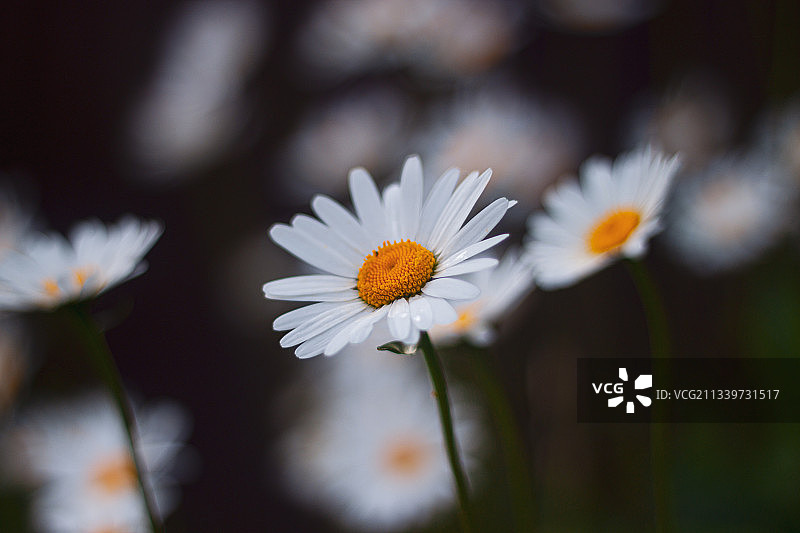 特写的白色雏菊花，俄罗斯图片素材
