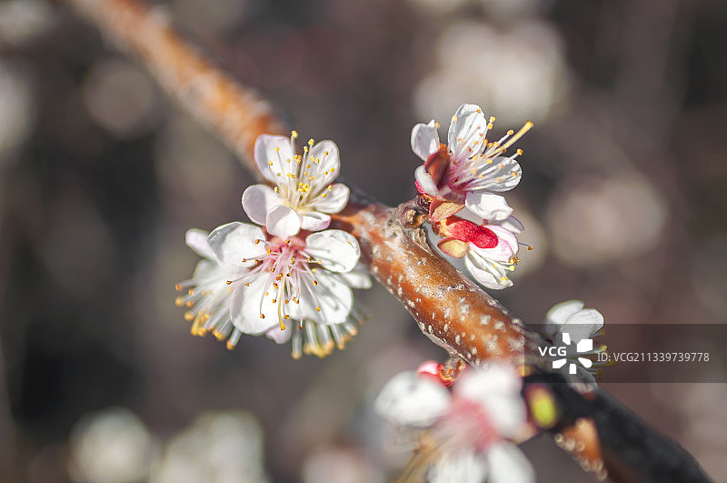 树上樱花的特写图片素材