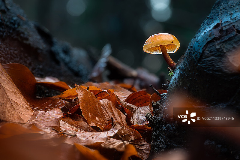 蘑菇生长在田野的特写，阿森，德伦特，荷兰图片素材