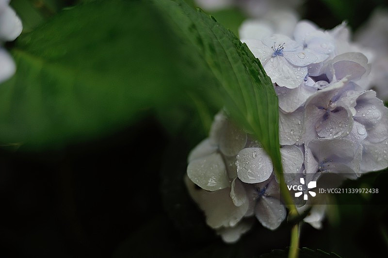 特写的湿白色开花植物图片素材