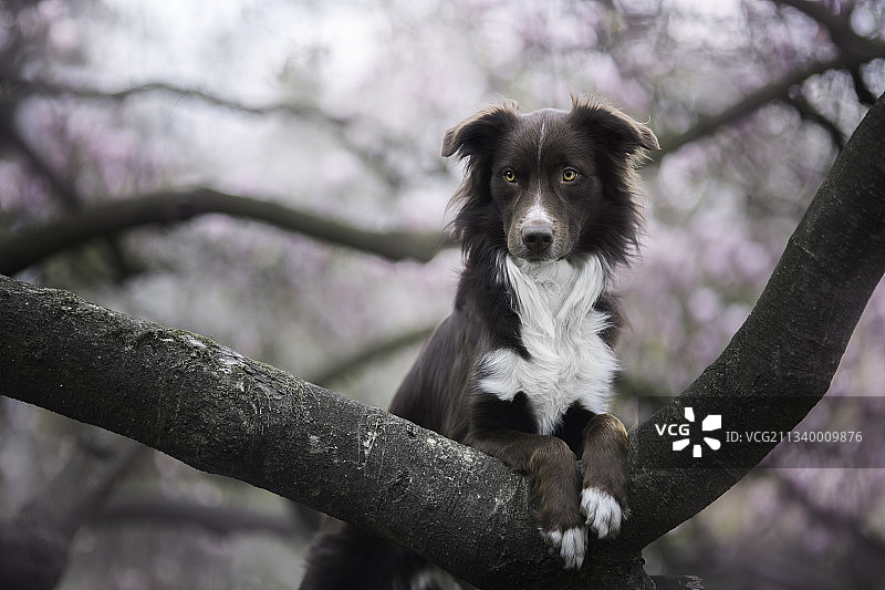 波兰，一只纯种牧羊犬坐在树上图片素材