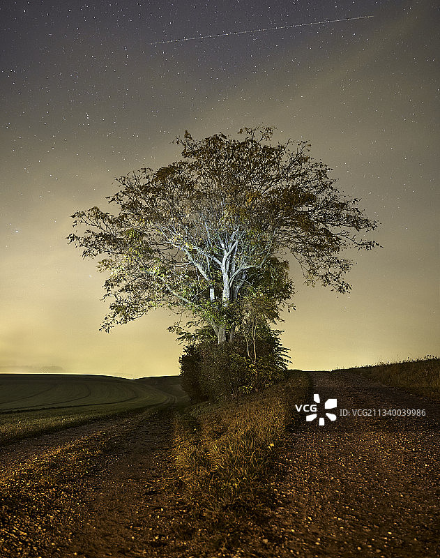 夜晚天空映衬着田野上的树木图片素材