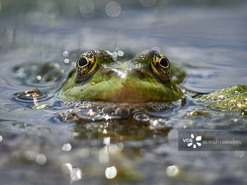 特写青蛙在湖里游泳，德里菲尔德，英国，英国图片素材