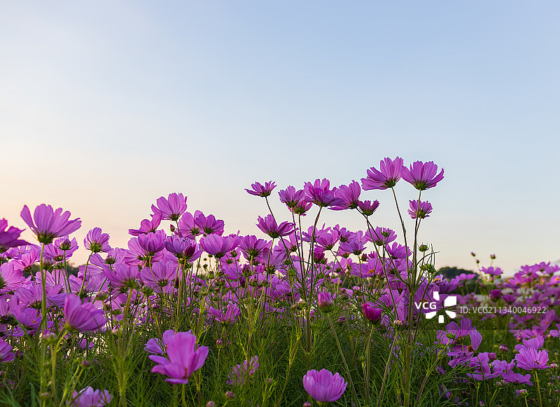 特写粉红色开花植物在田野上对抗晴朗的天空图片素材