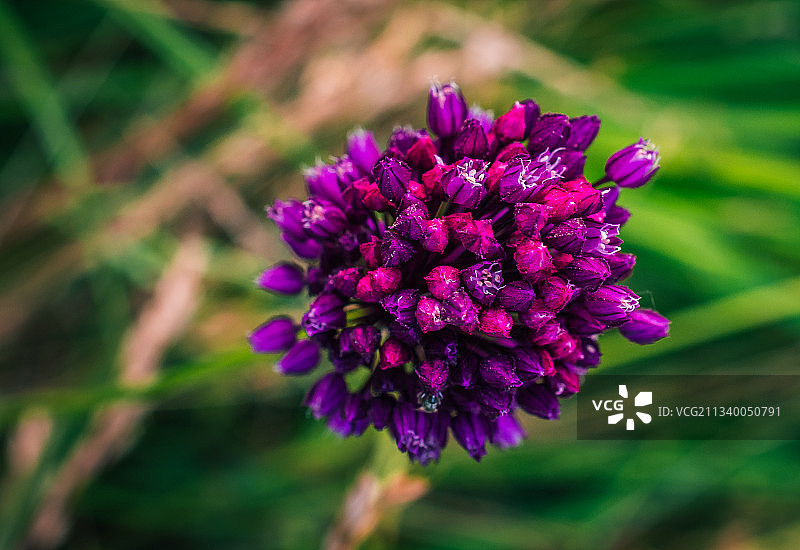 乌克兰紫色开花植物的特写图片素材