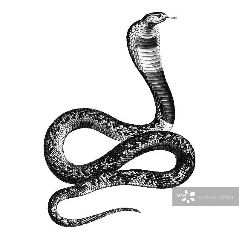 古董asp毒蛇图片素材