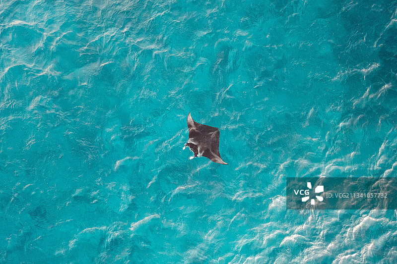 澳大利亚昆士兰艾略特夫人岛，蝠鲼在海里游泳的高角度视图图片素材