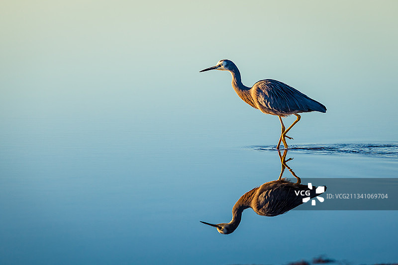 大蓝鹭栖息在湖中的特写镜头图片素材